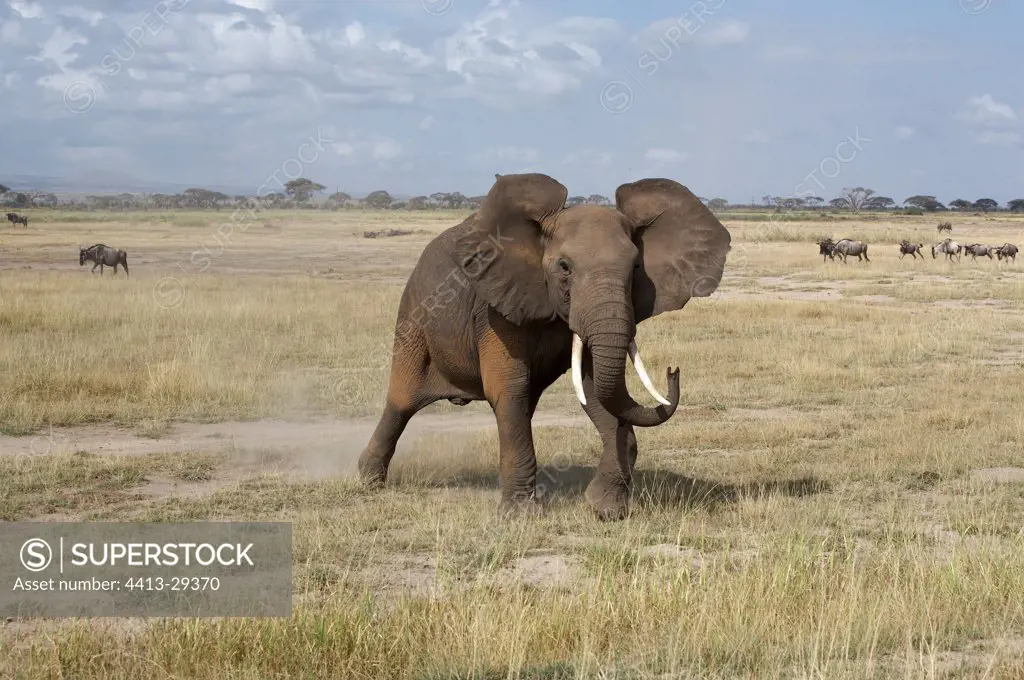 African Elephant in posture of intimidation Amboseli Kenya