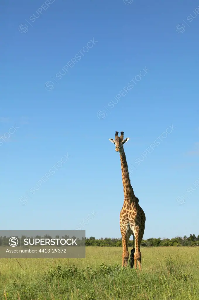 Masai Giraffe in the savanna Masai Mara Kenya