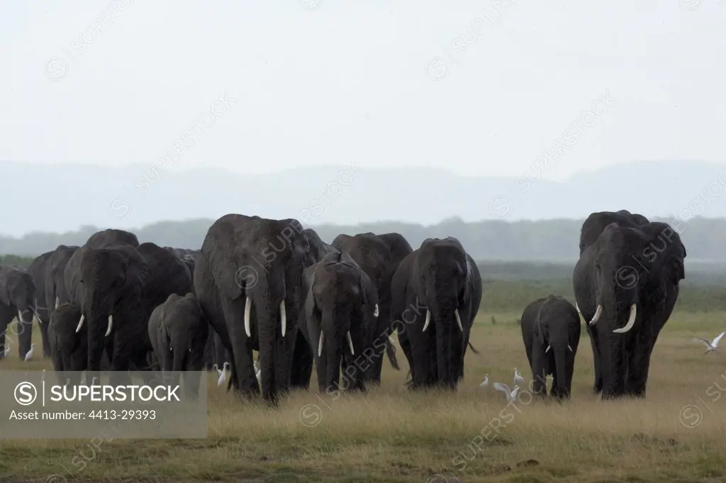 African Elephants walking in the savanna Amboseli Kenya