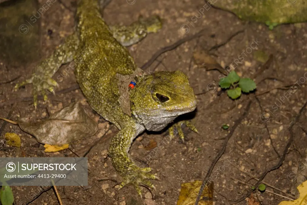 Tuatara lizard with a collar Karori Wildlife Sanctuary