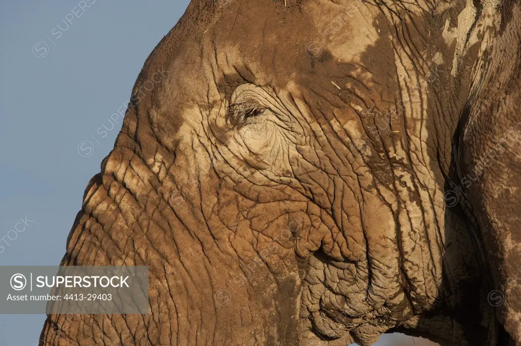 Glance African Elephant covered with mud Amboseli Kenya