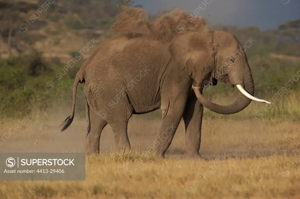 African Elephant taking a bath of dust Amboseli Kenya
