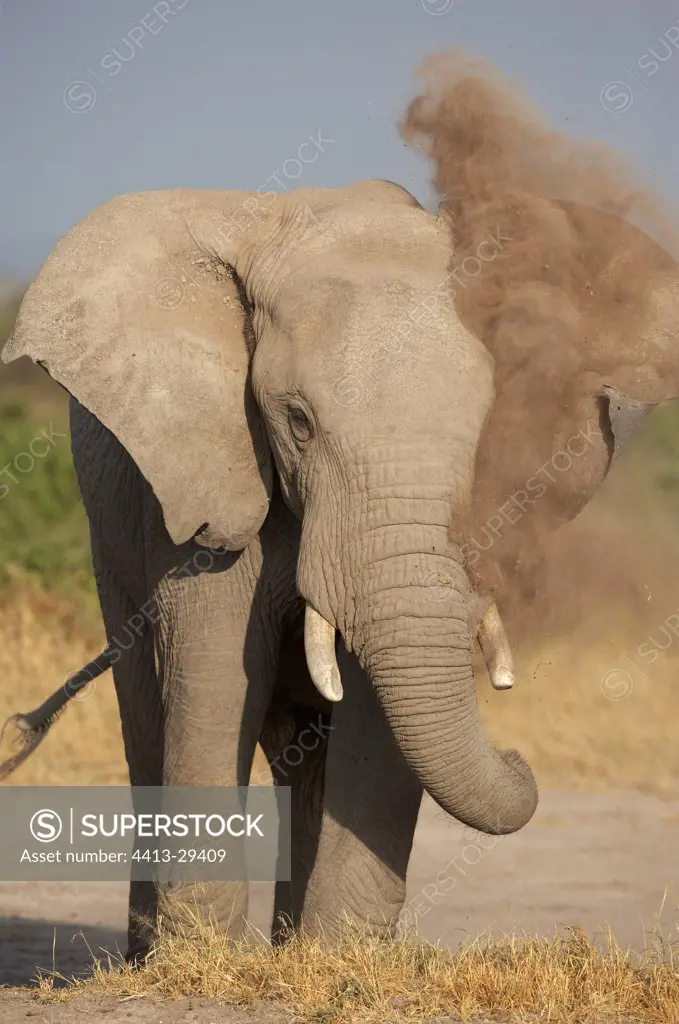 African Elephant taking a bath of dust Amboseli Kenya