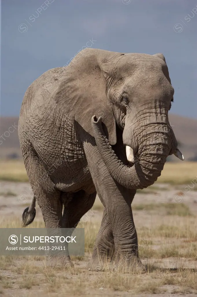 African Elephant walking in the savanna Amboseli Kenya