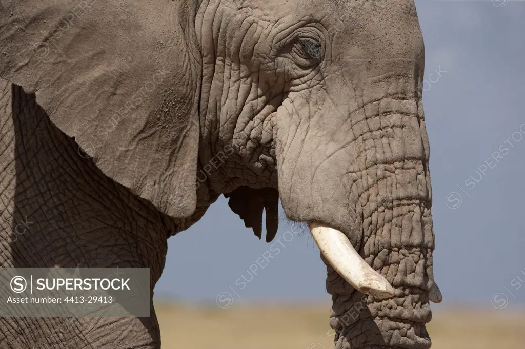 Portrait of African Elephant with broken tuskAmboseli Kenya