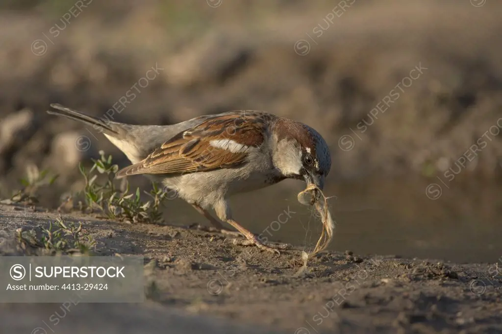 Male house Sparrow collecting nesting material
