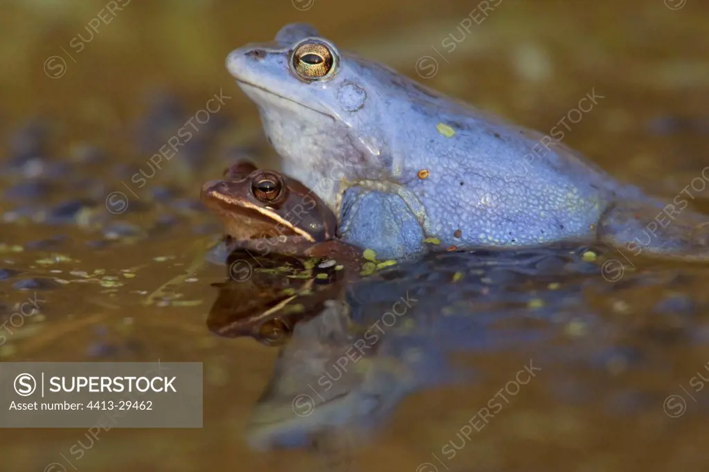 Mating of Moor frogs Waren Germany
