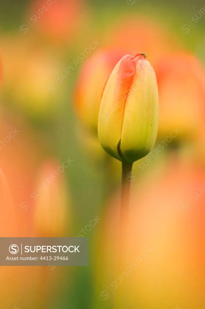 Tulip 'Oranjezon' Lisse Netherlands