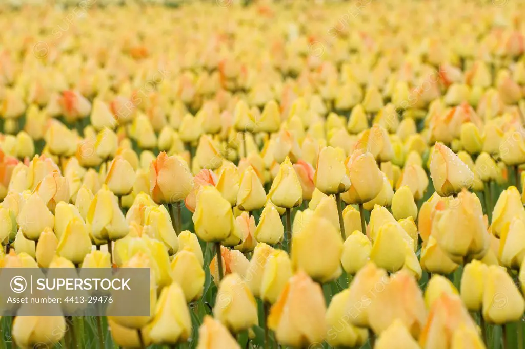 Tulips field Netherlands