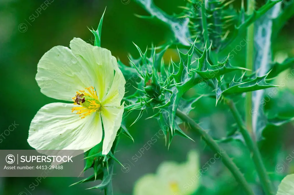 Mexican prickly Poppy in bloom in a garden