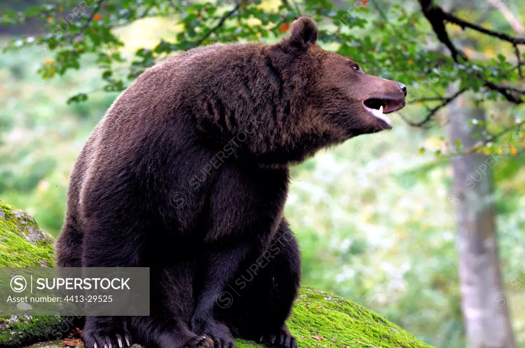 Brown bear grumbling Bayerischer Wald Germany