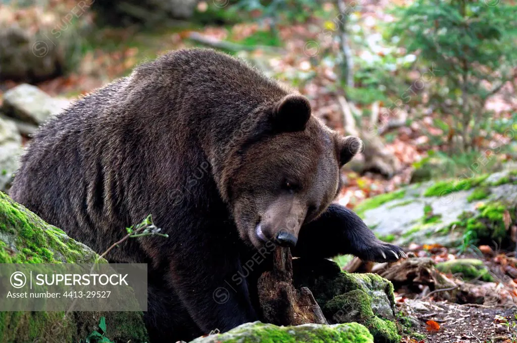 Brown bear gnawing a stump Bayerischer Wald Germany