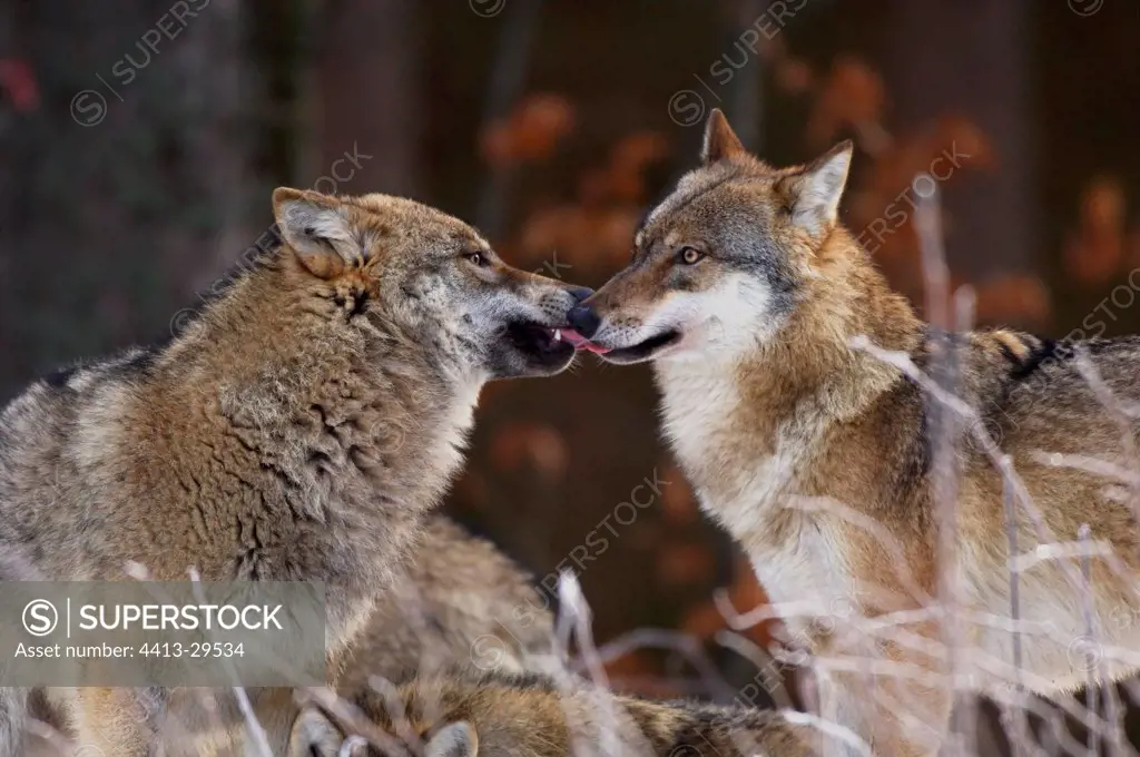 Gray wolfs recognizing each other Bayerischer Wald Germany