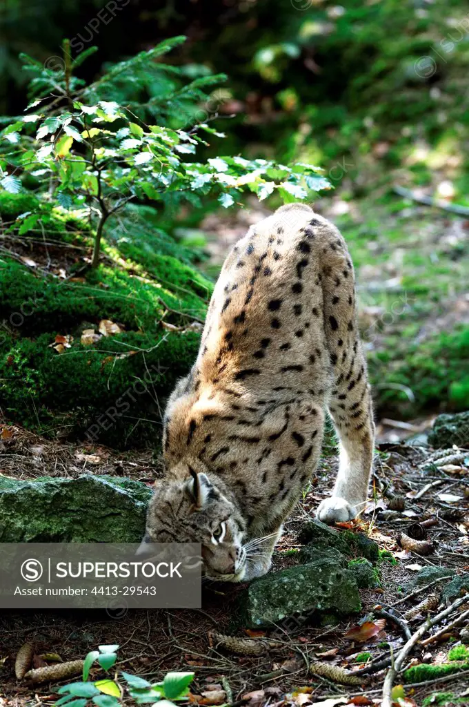 Eurasian lynx marking territory Germany