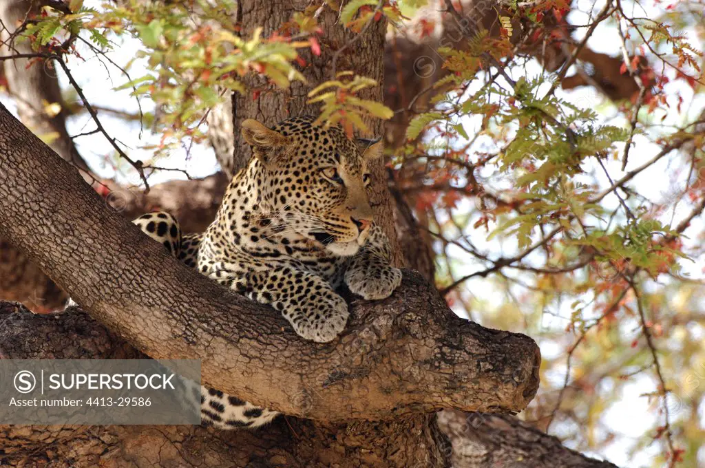 Leopard in a tree Ruaha Tanzania