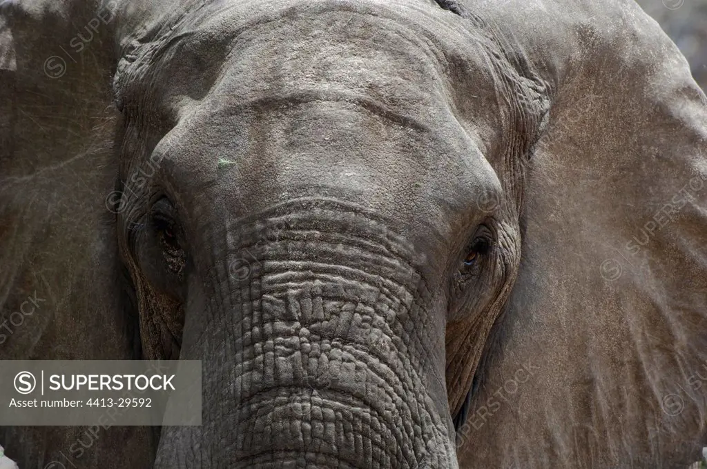 Glance of a African elephant Ruaha Tanzania