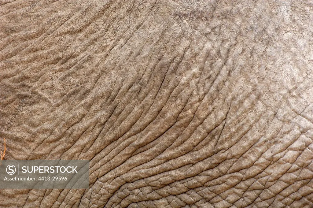 Skin of an African elephant Ruaha Tanzania