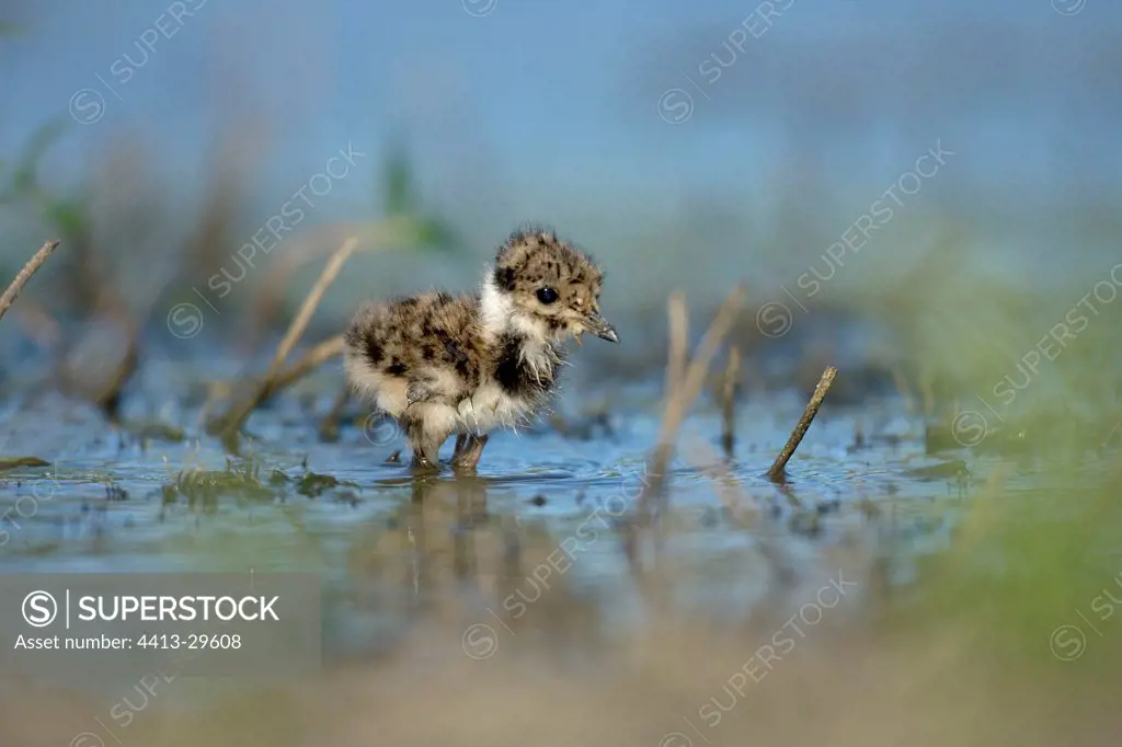 Alone and frigthened northern Lapwing fledgling in wetland