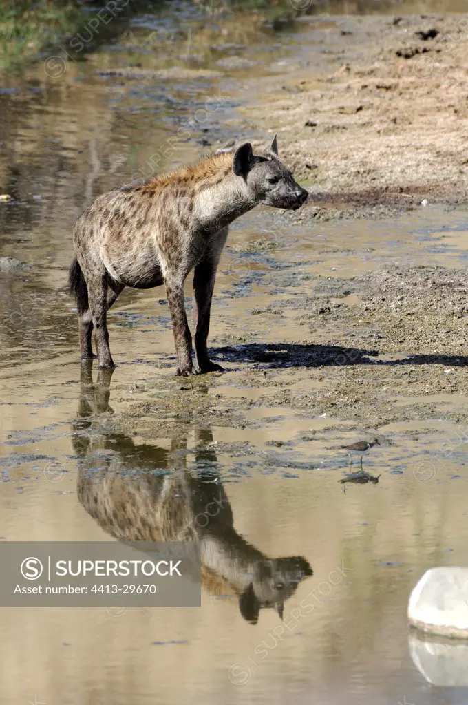 Speckled hyena being reflected on the Ruaha river Tanzania