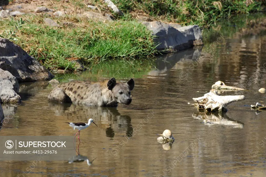 Speckled hyena swimming in the Ruaha river Tanzania