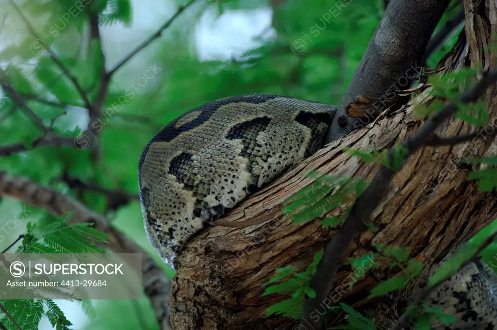 Python coiled on a branch Ruaha Tanzania