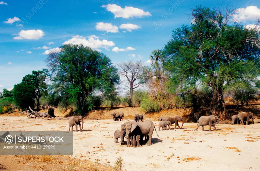 African elephants seeking water Ruaha Tanzania
