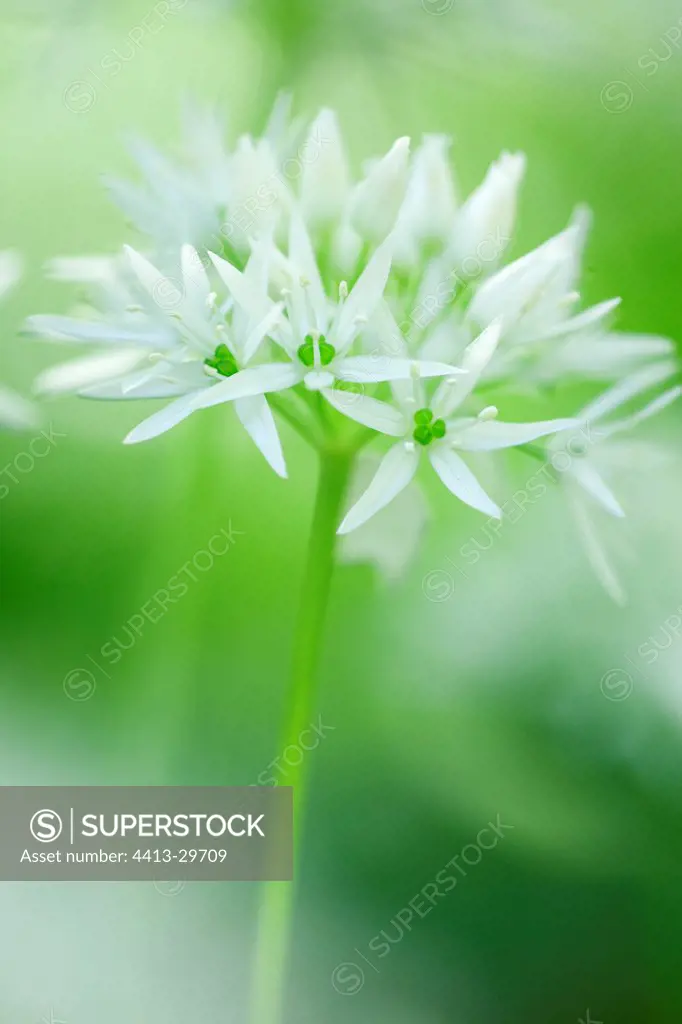 Ramsons inflorescence Lower Saxony Germany