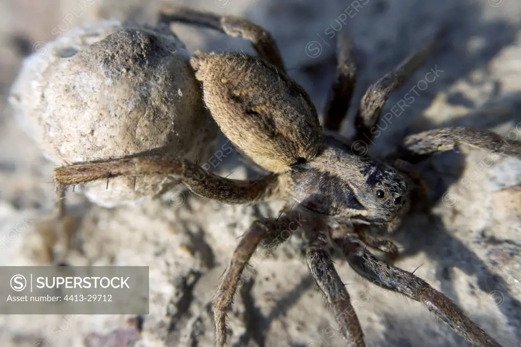 Wolf Spider carrying its egg cocoon Bulgaria