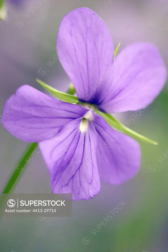 Horned Violet flower Germany