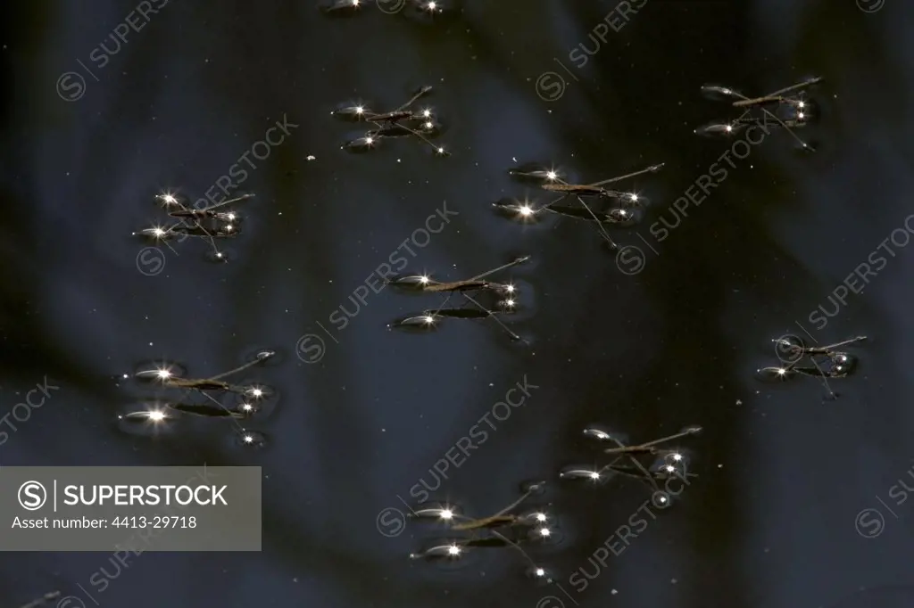 Common pond skaters floating on water Latvia