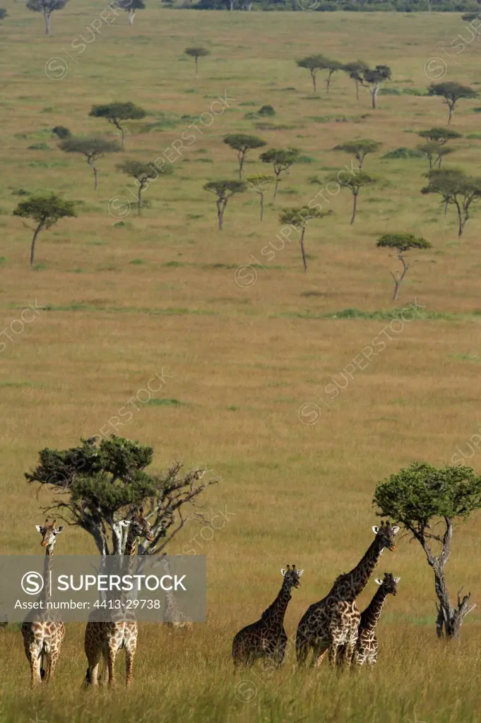 Masai Giraffes in savanna Masai Mara Kenya