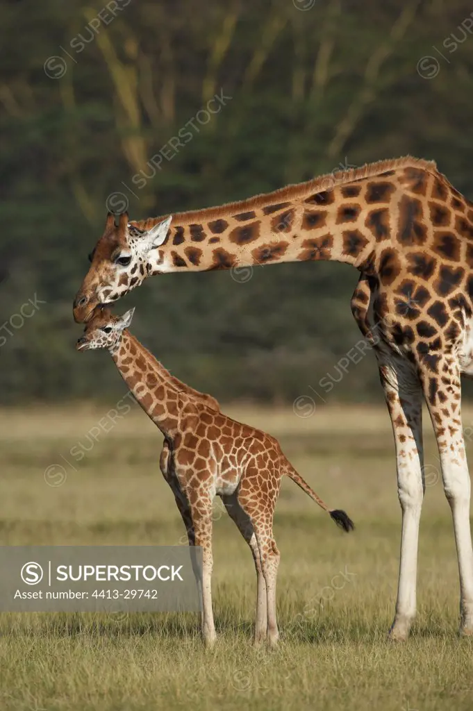 Rotschild's Giraffe and baby girafe Nakuru Kenya