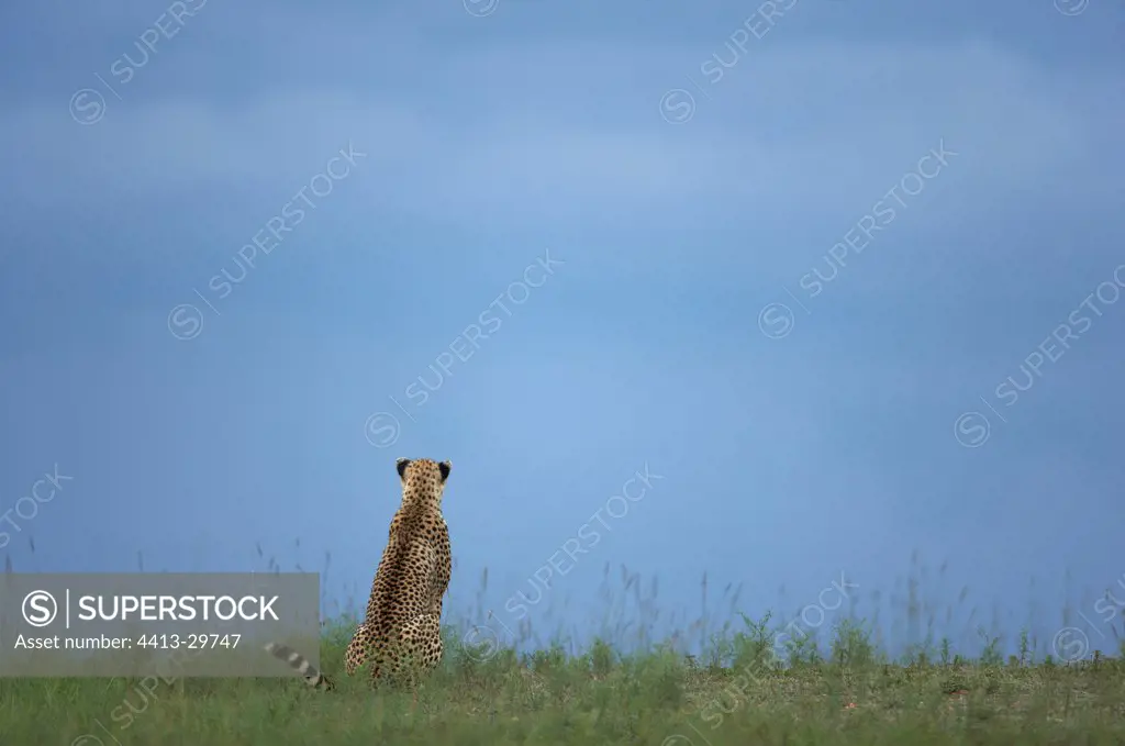Young Cheetah 6 months old in savana Masai Mara Kenya