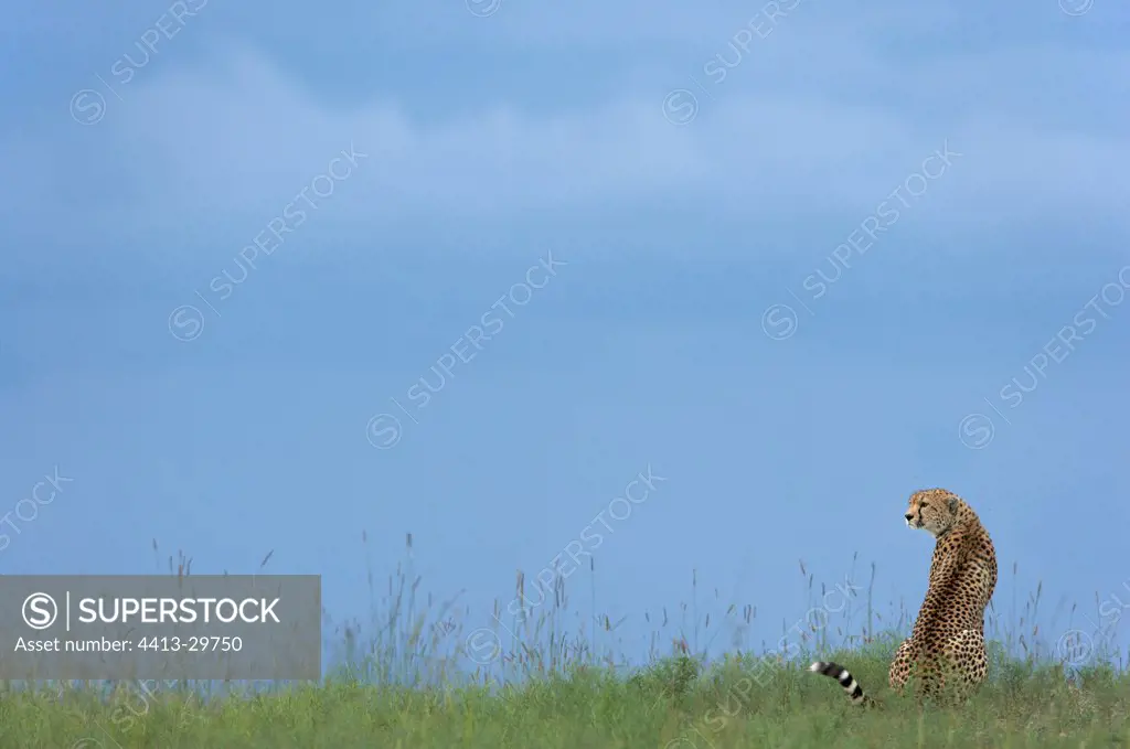 Young Cheetah 6 months old in savana Masai Mara Kenya