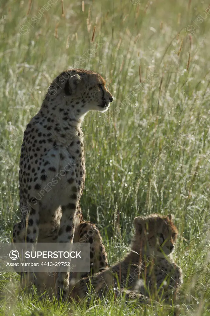 Cheetah and 6 months old youngs Masai Mara Kenya
