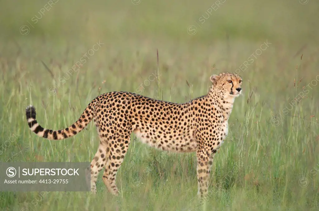 Cheetah female savanna in Kenya Masai Mara