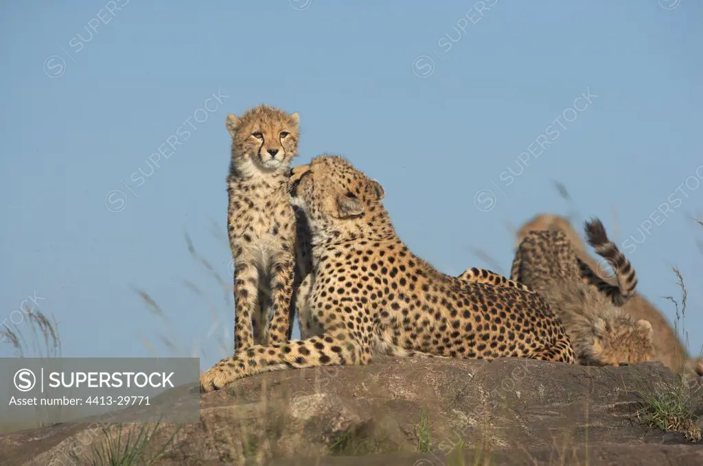 Cheetah and 6 months old cubs Masai Mara Kenya