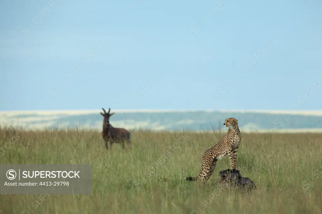 Cheetah female and Topi Masai Mara Kenya