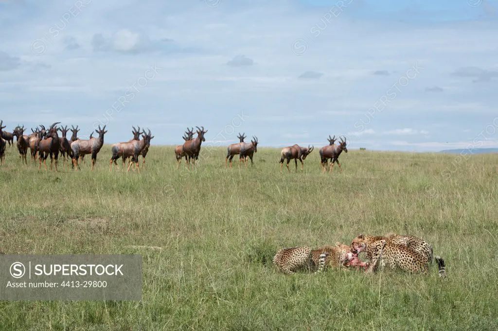 Young Cheetahs 14 months old and Topis Masai Mara Kenya