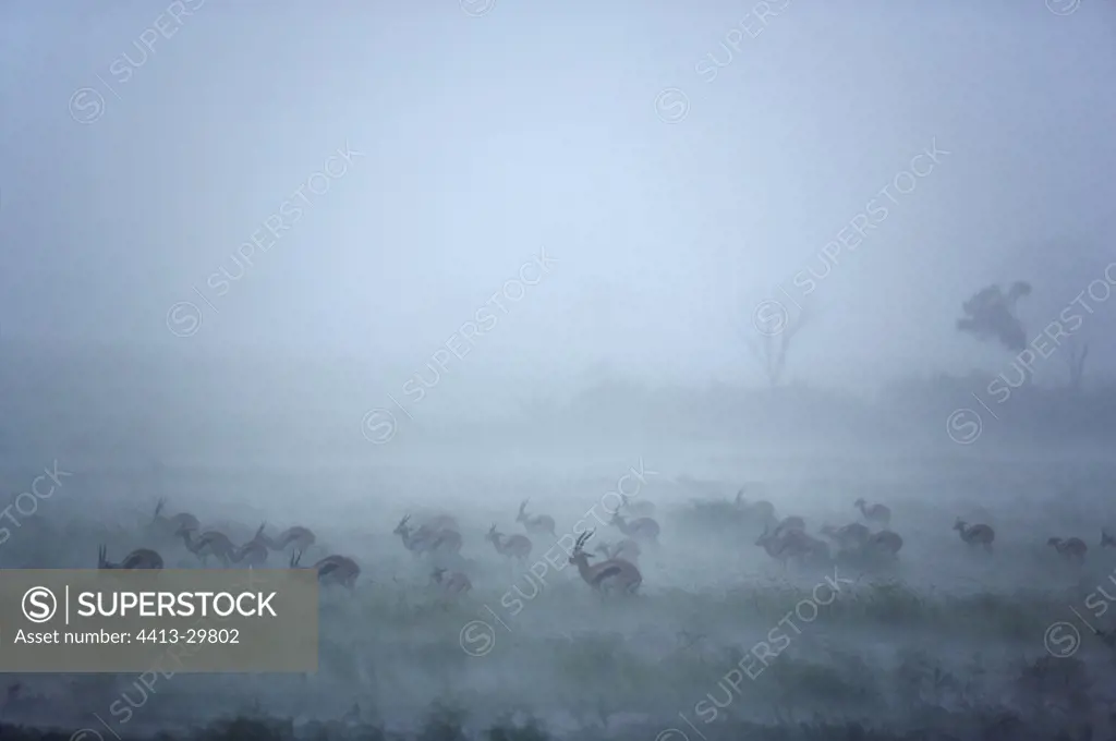 Thomson' Gazelles in the mist Masai Mara Kenya