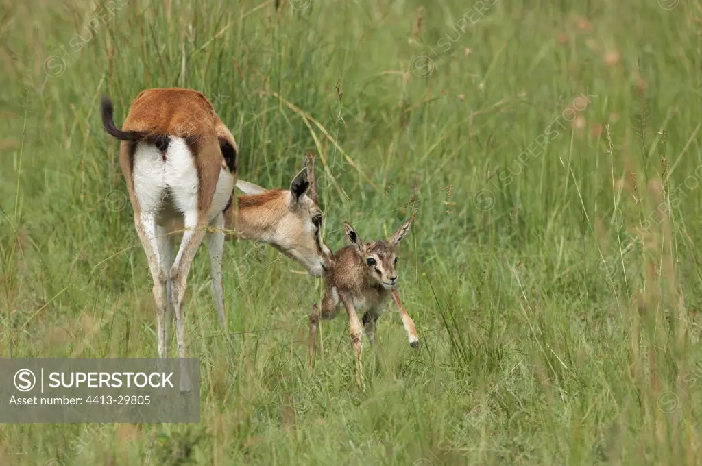 Thomson' Gazelle and new-born calf Masai Mara Kenya