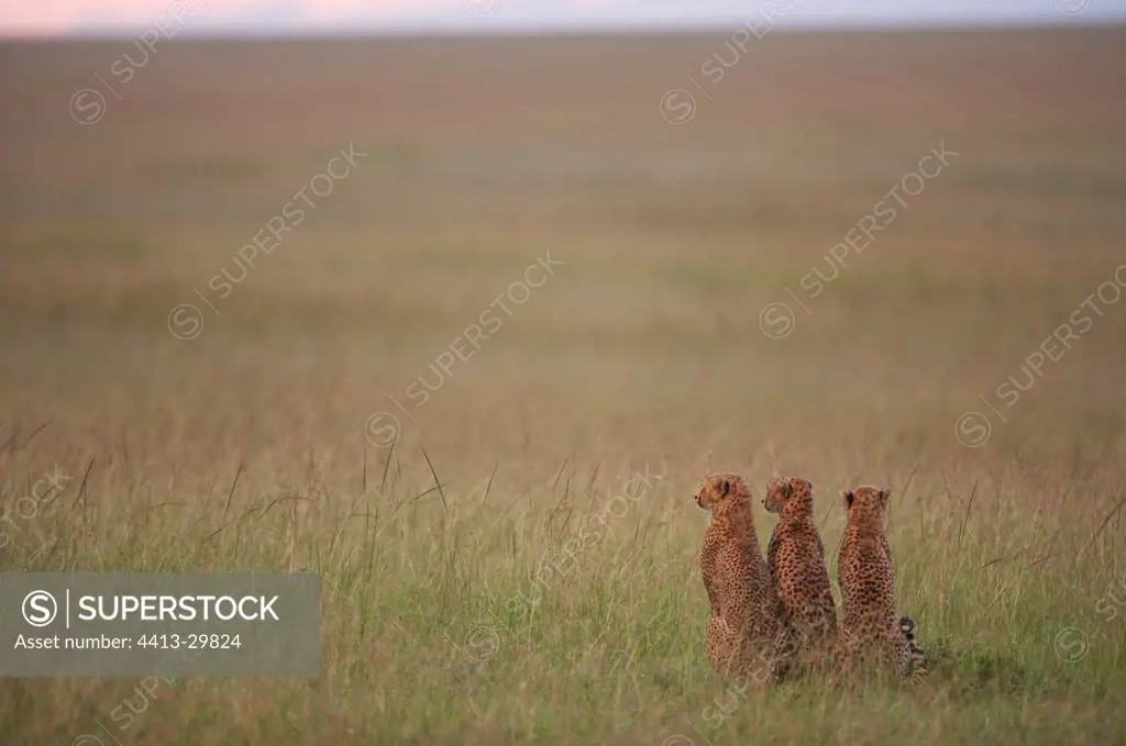 Young Cheetahs 14 months old in savanna Masai Mara Kenya