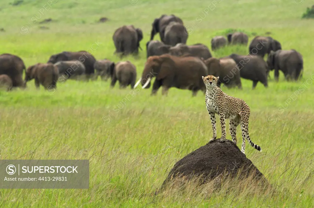 Young Cheetah 14 months old and Elephants Masai Mara Kenya