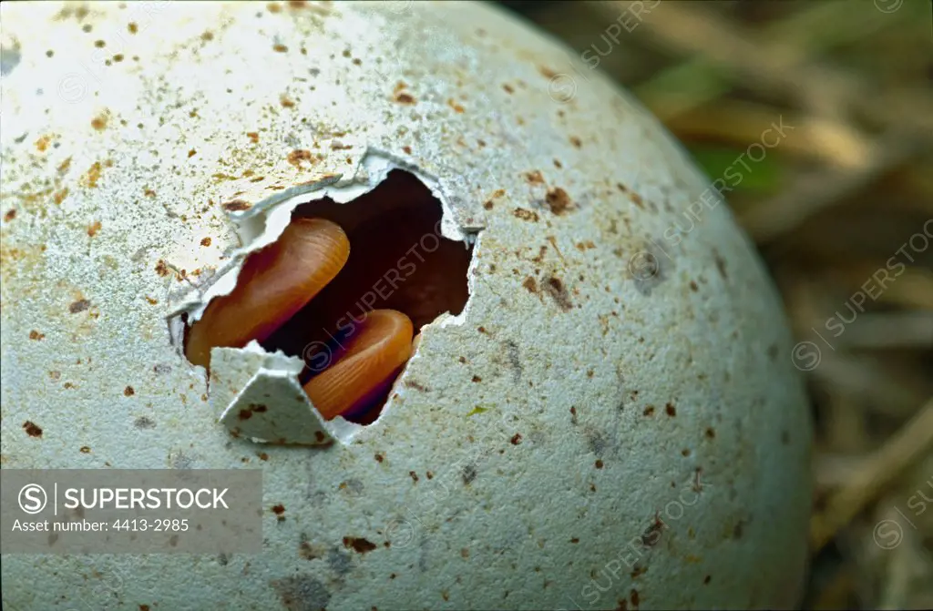 Exit of an egg of a Spoonbill chick Spain