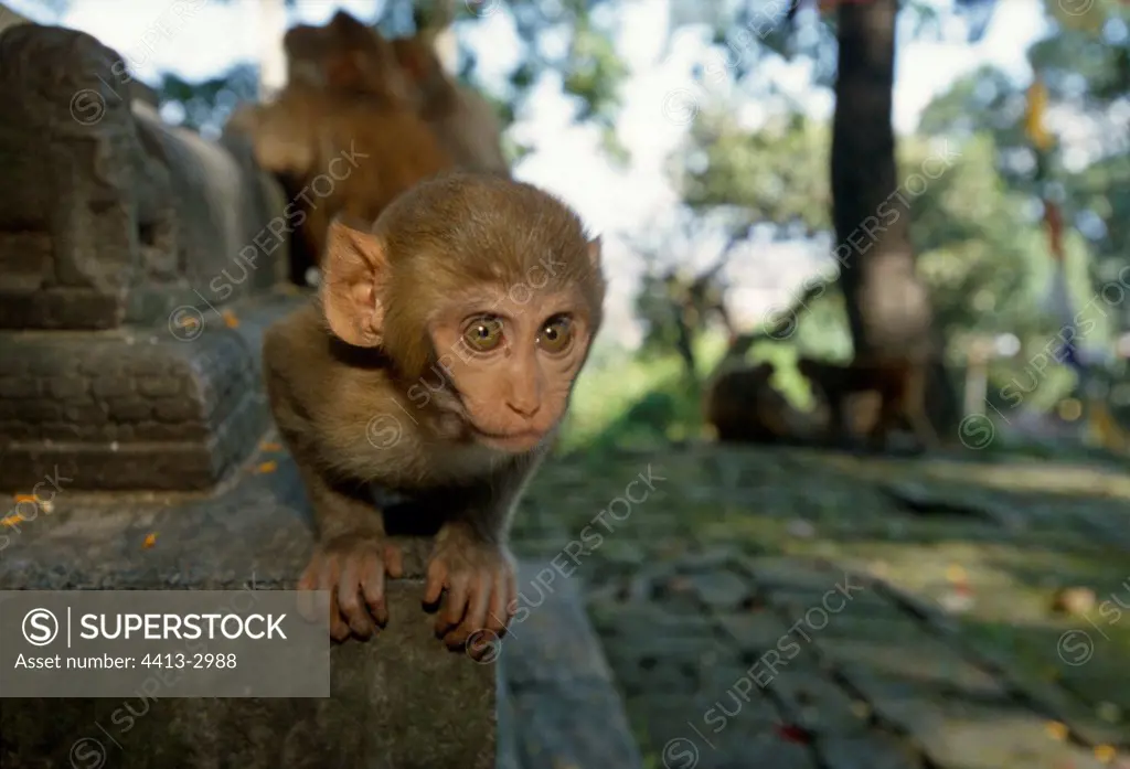 Young Rhesus monkey intrigued in a temple Nepal