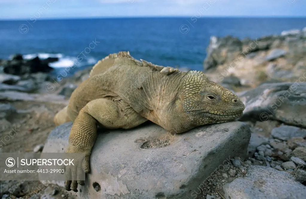 Land Iguana warming on a rock Galapagos