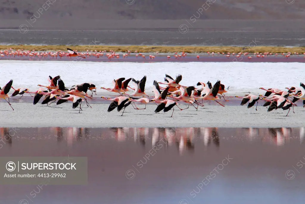 Andean Flamingoes Laguna Colorada Altiplano Bolivia