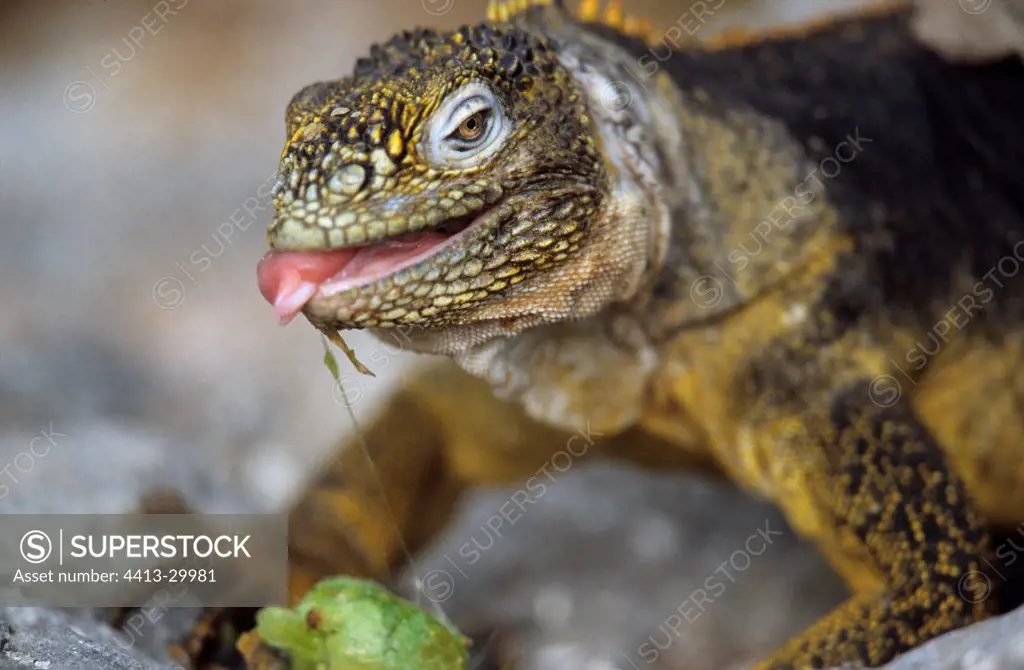 Land Iguana eating a cactus Plaza Sur Island Galapagos