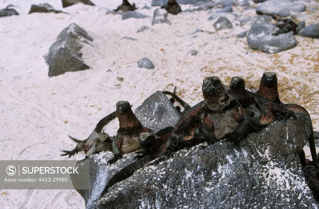 Group of marine Iguanas warming on rock Galapagos