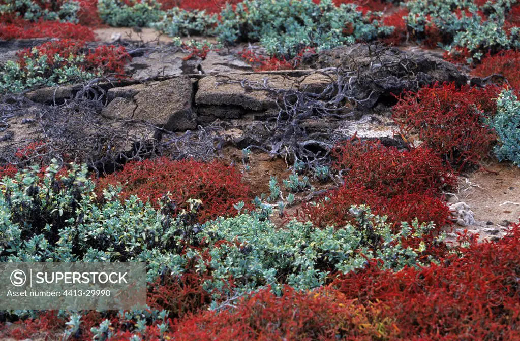 Sea purslanes with red leaves during dry season Galapagos